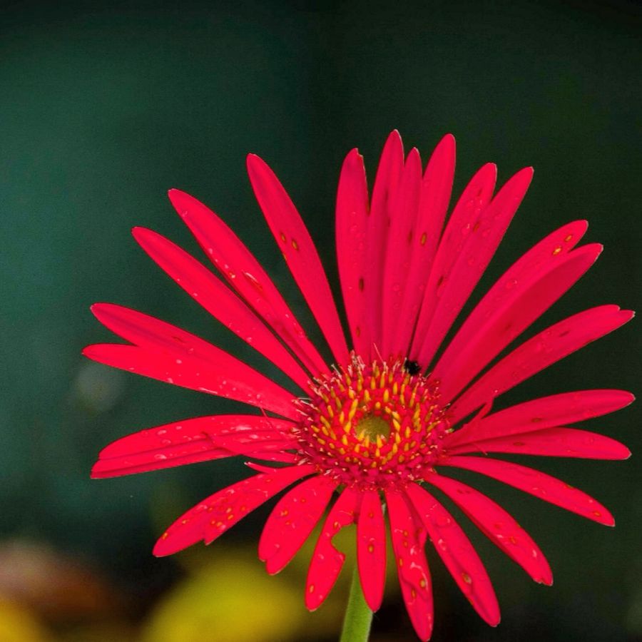 Red gerbera