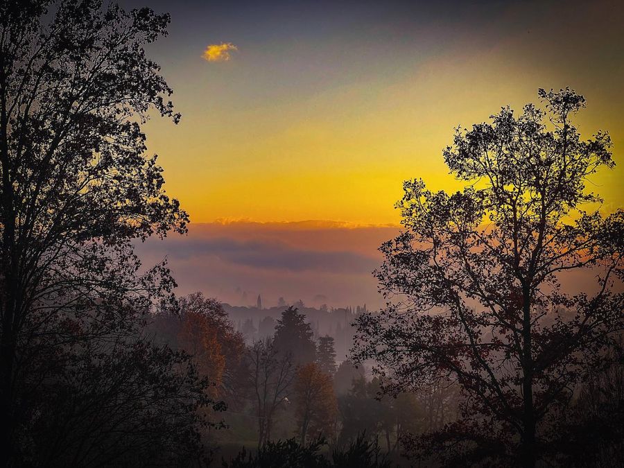 Sunset through the trees